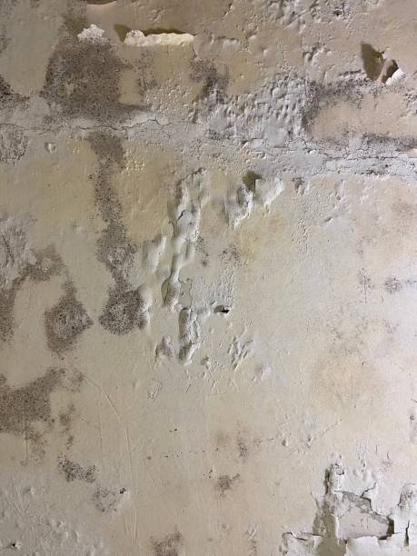 Best Commercial Mold Remediation in Frankfort, IN